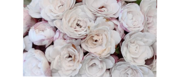 Clerodendrum chinense